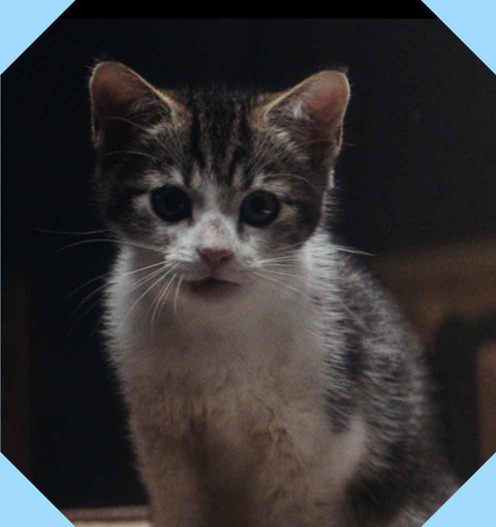 Close up of stray kitten